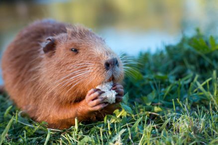 The DAPA Groundhog Will See His Shadow