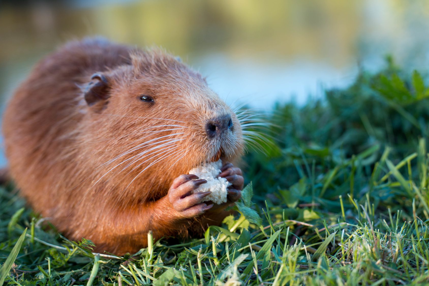 The DAPA Groundhog Will See His Shadow
