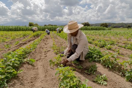 H-2A (Agricultural Workers)